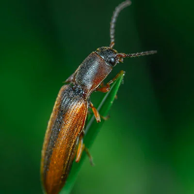 11月12日|21M/S，Clash节点/V2ray节点/SSR节点/Shadowrocket节点|免费订阅机场|每天更新免费梯子