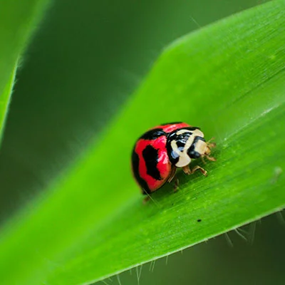 11月28日|18.5M/S，Shadowrocket节点/V2ray节点/Clash节点/SSR节点|免费订阅机场|每天更新免费梯子