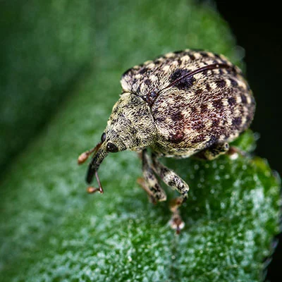 11月23日|21.1M/S，V2ray节点/SSR节点/Clash节点/Shadowrocket节点|免费订阅机场|每天更新免费梯子