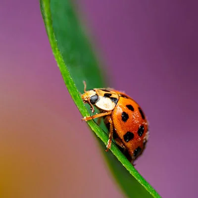 苹果设备上轻松配置vmess：解锁网络自由的全方位指南