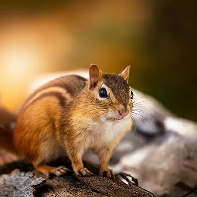 11月1日|22.2M/S，Clash节点/Shadowrocket节点/V2ray节点/SSR节点|免费订阅机场|每天更新免费梯子