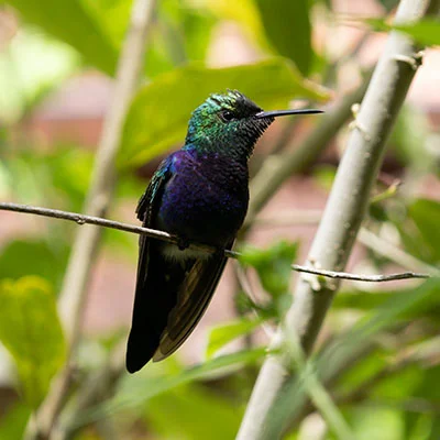 美国的科学上网：隐私保护与自由互联网的博弈