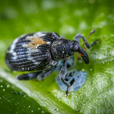 从V2Ray到SSR：一文掌握订阅链接转换全攻略