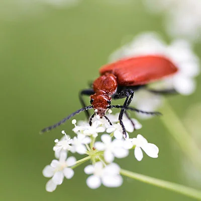11月27日|21M/S，SSR节点/V2ray节点/Shadowrocket节点/Clash节点|免费订阅机场|每天更新免费梯子