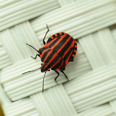 11月21日|18.7M/S，Shadowrocket节点/V2ray节点/SSR节点/Clash节点|免费订阅机场|每天更新免费梯子